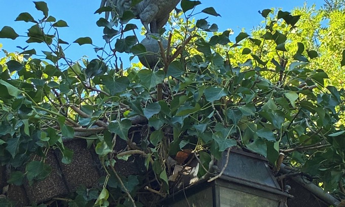 Sarreguemines House | 4-bedroom eco-renovated house in a natural setting - dogs welcome