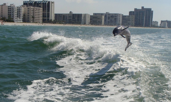 Sand Key Condo | 40% discount for Dec 2025-Gorgeous Hideaway on the Beach-Crescent Beach Club