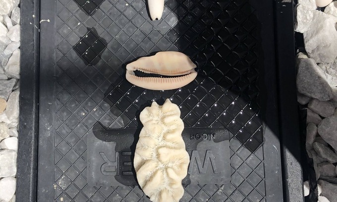 Mango Groves House | 55 & Over 5 ⭐️ Reviews, New Rates With Discounts .Half the price of a hotel .