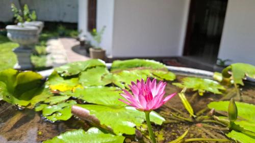 Tangalle Bed & Breakfast | Aetos Wellness - Tangalle