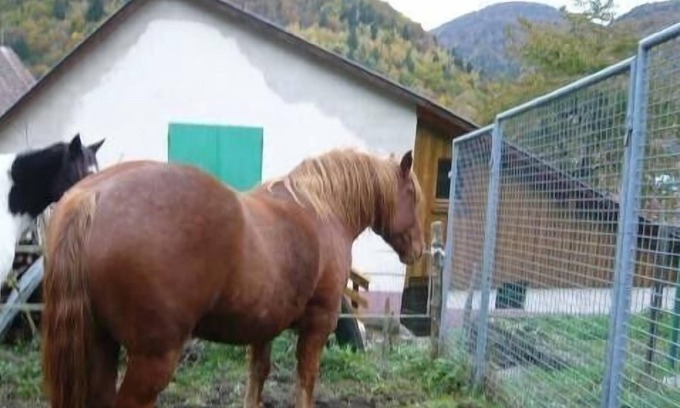 Mittlach Apartment | Apartment in peaceful village