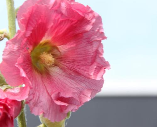 Stalhille Bed & Breakfast | Art-hill