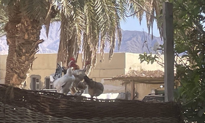 St. Catherine House | Authentic charming 2-Bed House in Dahab