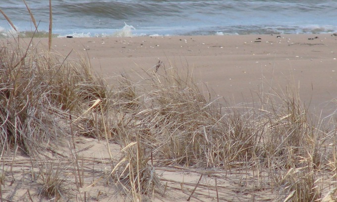 Sturgeon Bay Cottage | Beautiful Cozy Cottage on Lake Michigan! Summer is here! Don't miss Door county!
