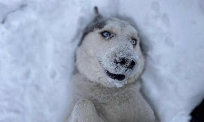 Fairplay Cabin | Beautiful, Pet Friendly, Game Room, Great Wifi - Happy Husky Hideaway