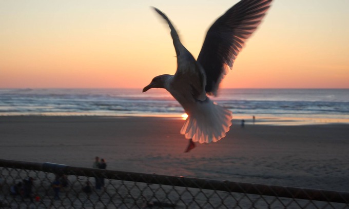 Lincoln City Condo | Betta's Cove: largest ground-floor Sea Gypsy condo, 10 steps from the sand
