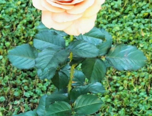 Vada Apartment | Bilocale Le Rose