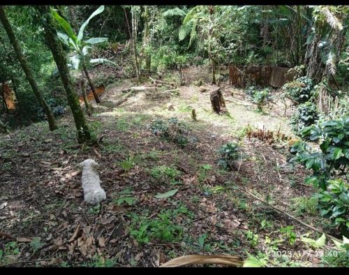 Totoro House | Casa parcela campestre