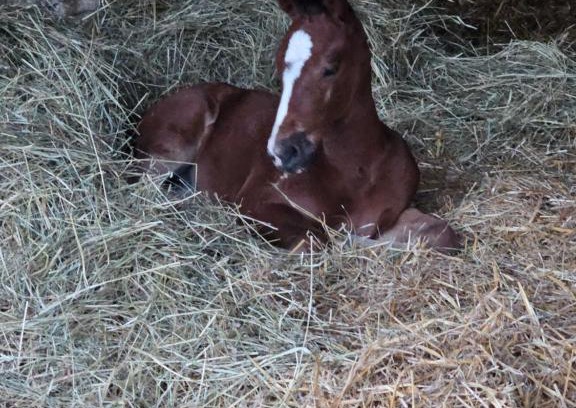 Maine-de-Boixe House | Chambre les petites ecuries