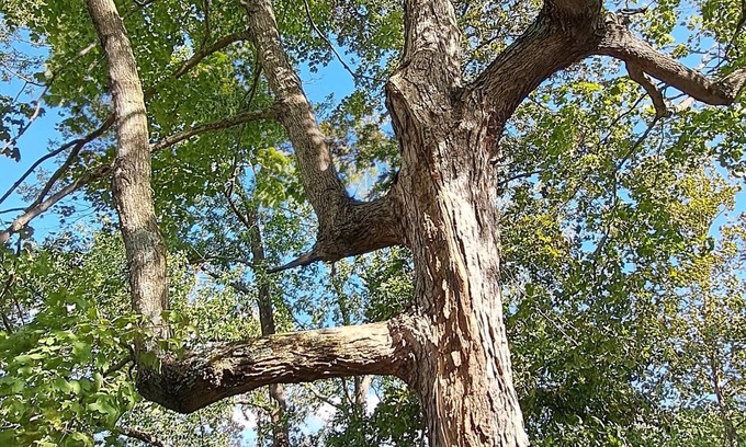 Murphysboro Cabin | Charming 2-bedroom cabin close to Kinkaid Lake Murphysboro