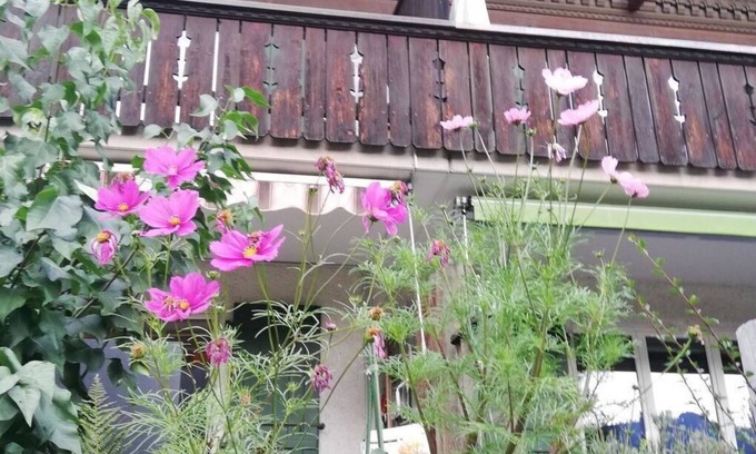 Lenk Apartment | Cosy apartment for 6 people with TV, balcony and pets allowed