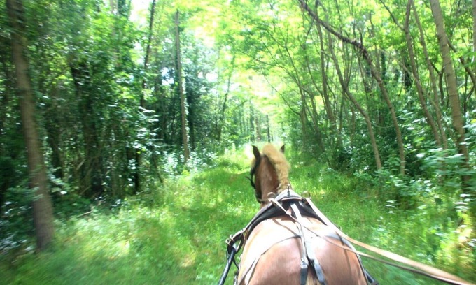 Saires House | Cottage La Petite Grange 2/4 people