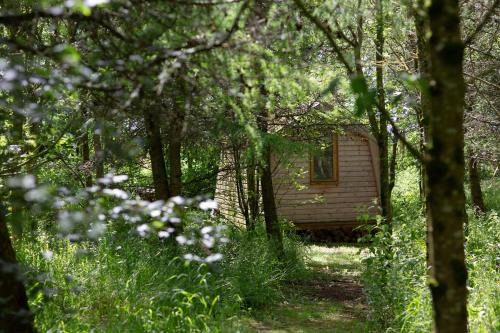 Milford Haven Other | Cwtch Woodland Camp