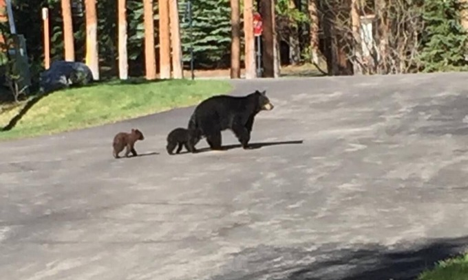 Peak 8 Cabin | DAILY WILDLIFE - MOOSE, BEAR, DEER, RACCOON, PORCUPINE - 3BR/3BA SKI IN/SKI OUT