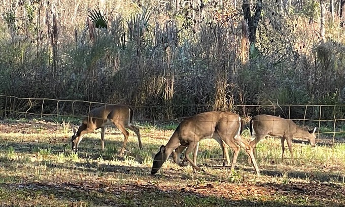 Inverness House | Deer Haven - with Park Views and 2 min from Withlacoochee State Trail
