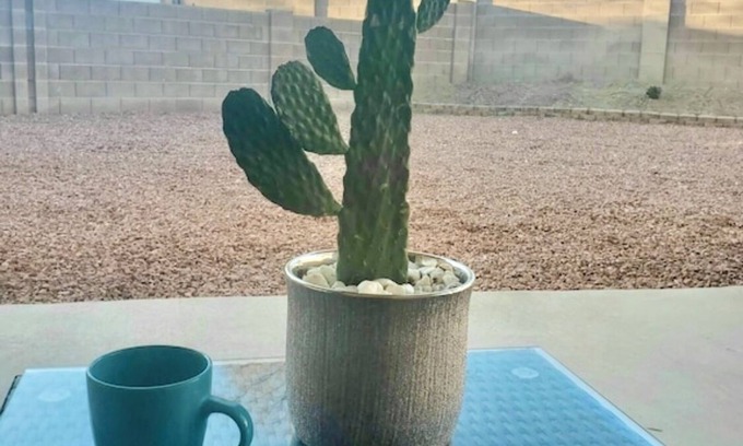 Tucson House | Desert Rose is a spacious 3 bedroom 2 bath house close to downtown
