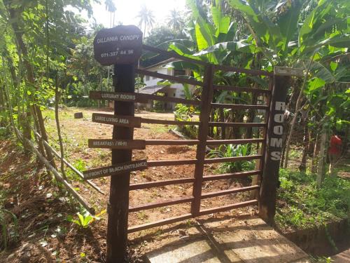 Mirissa Bed & Breakfast | Dillenia canopy
