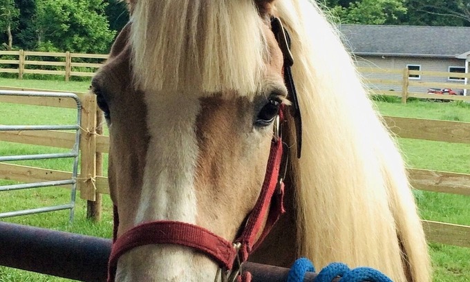 Columbia Other | Escape to Horse Ranch close to Hershey, Lanc, Nook, Sight & Sound, Amish Country