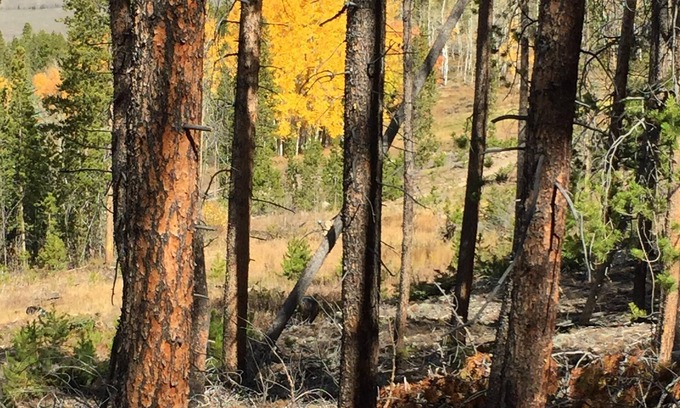 Silvercreek Condo | Fall Special 4 nights for price of 3 nights ~ Enjoy Aspens and Mtns 3BR/3BA