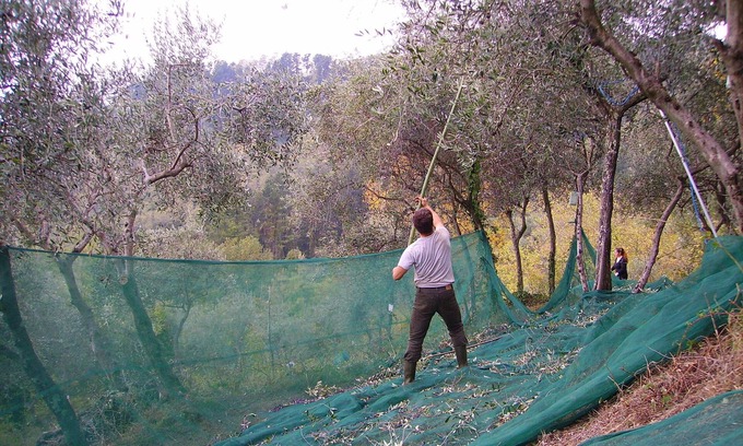 Petrognano Other | Fattoria di Petrognano, your B&B room 4