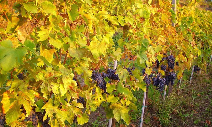 Petrognano Other | Fattoria di Petrognano, your B&B room 6