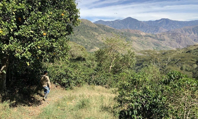 Buesaco Cabin | Finca cafetera turística - Family Room 2