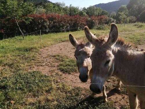 Bagnols-en-Foret House | Gîte de charme avec piscine privative