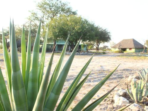 Otavi House | Gelnhausen Game Lodge cc