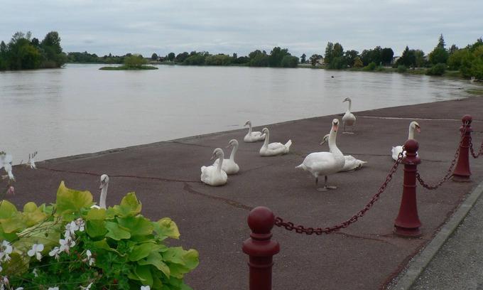 Vignonet House | Gites Nénuphars rivière Saint-Emilion