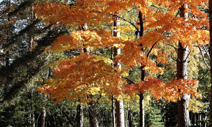 Escanaba House | Greenwood Getaway: Autumn Beauty and Comfort in the Upper Peninsula