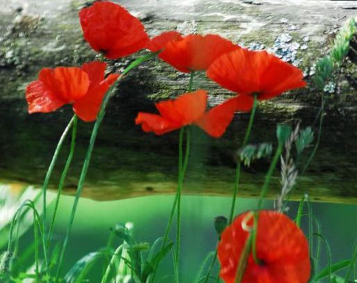 Longue-Jumelles Bed & Breakfast | Gypsy Nature B&B