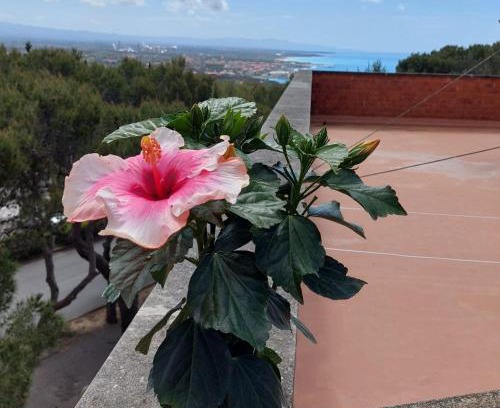Castiglioncello Apartment | Hibiscus