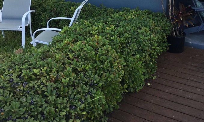 Pass-a-Grille House | Historic cottage a few steps to Gulf!WiFi, Pets Welcome, Full Kitchen. Grill