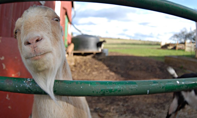 Coupeville Other | Historic Farm Home for Gatherings.