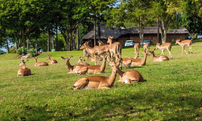Hazyview Ski Chalet | Kruger Park Lodge Unit No. 308