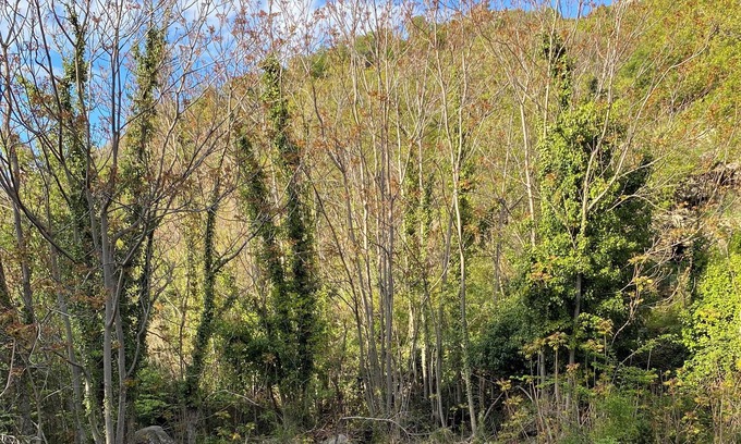 Feliceto Apartment | L'attellu Felicetu, Appartement Avec Terrasse