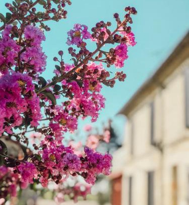 Vayres Bed & Breakfast | l'Orangerie de La Pontête