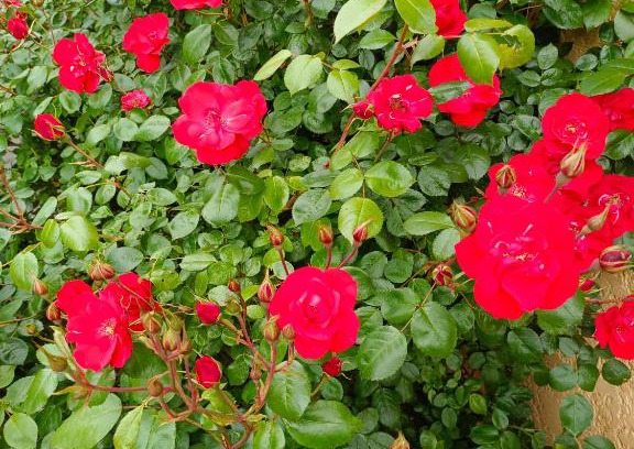 Chadrac Bed & Breakfast | La maison des roses