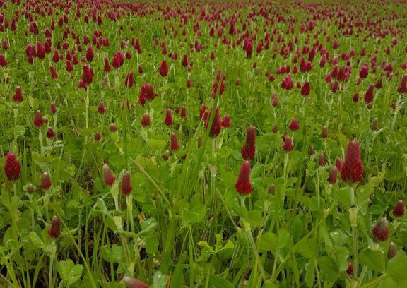 Chalus House | La THIBAUDIERE Glycine
