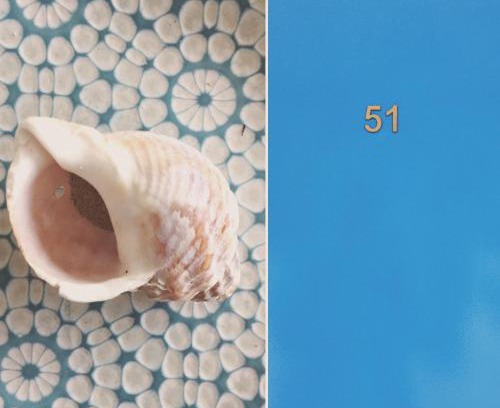 Carnac Apartment | Le Bulot Bleu *Terrasse couverte *Parking *2 vélos