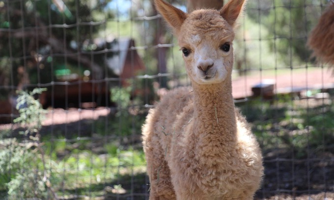 Williams House | Mystic Pines Alpaca Ranch, Close to Grand Canyon