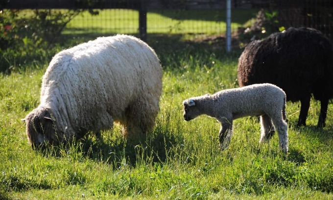Temecula Cottage | Namaste Farms; Private Working Wool Sheep Farm in Heart of Wine Country 501c3