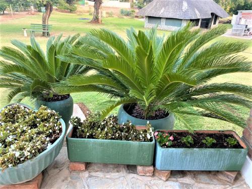 Bulawayo Apartment | Neat standard room in guesthouse - 2088