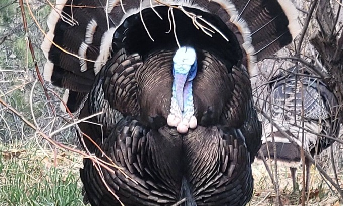 Southwest Colorado Springs House | November at Black Bear Chateau — Your Fall Getaway