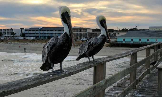 Kure Beach House | Pet friendly with pool