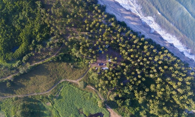 Palomino Other | Playa Colombia