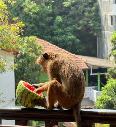 Mirissa House | Polelanka guest house