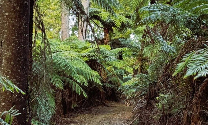 Allambee Cabin | Possum Hollow Retreat, 100 acres of natural bush for you to enjoy solely