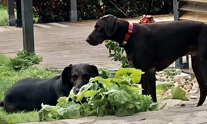 Saint-Martin-de-Fressengeas Cottage | Pretty rural 1 bedroom gîte with swimming pool