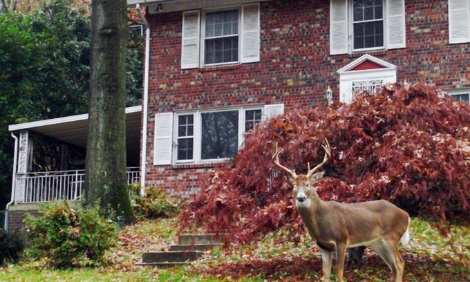 Crestwood Apartment | Private Retreat. Apartmnt in DC- 3 miles to the White House. Pets are welcome!